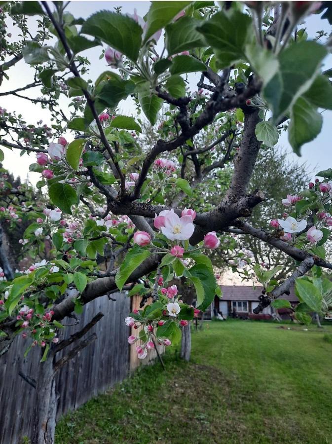 Karacsony Guest House Gyimesfelsőlok Kültér fotó